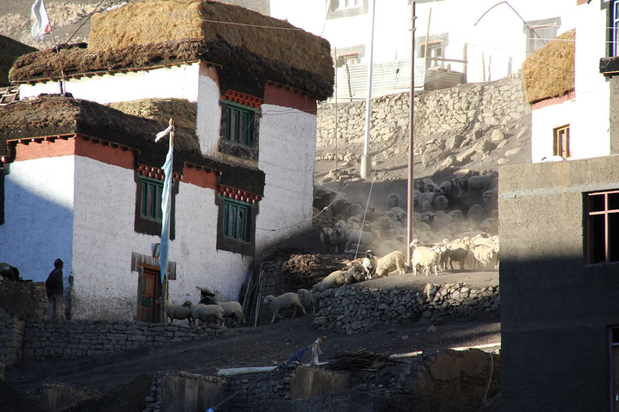 Un troupeau de moutons rentre des champs après une journée dans les pâturages. Demul, Himachal Pradesh