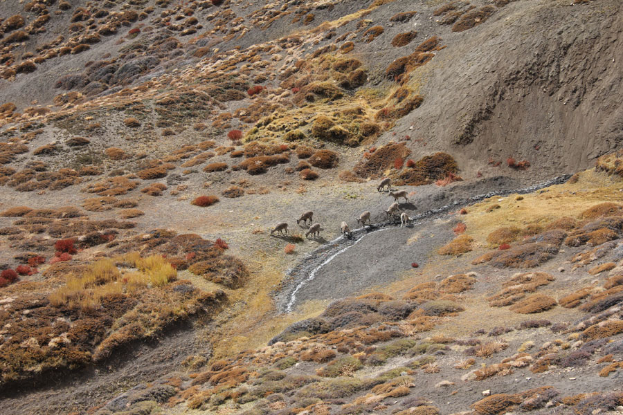 Petit troupeau de chèvres de montagnes. Himachal Pradesh