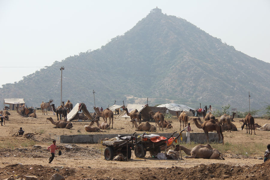 Des marchands, éleveurs et vendeurs en tout genre se préparent pour le festival annuel du dromadaire de Pushkar. Pushkar, Rajasthan