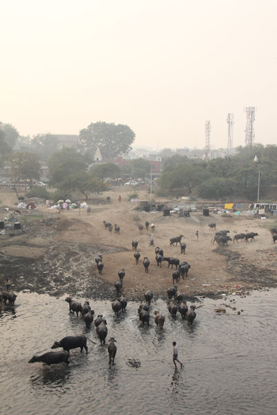 Un troupeau de buffles domestiques se dirige hors de la rivière Yamuna après un bain. Agra, Uttar Pradesh